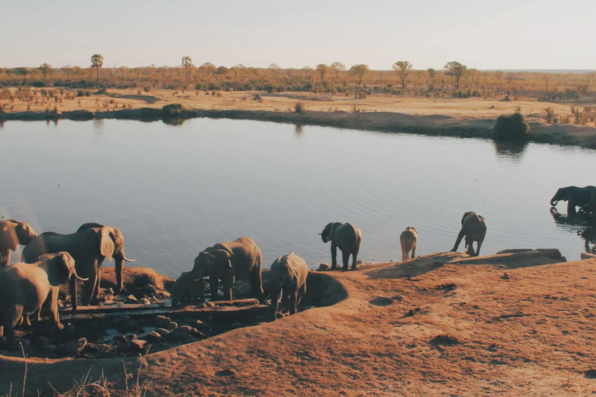 A group of elephants drinking from a body of water.