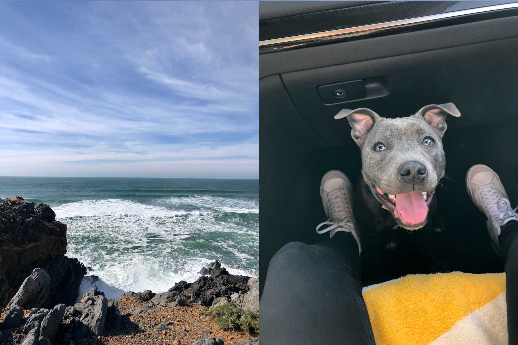 ocean view in one picture and a dog in a car in another